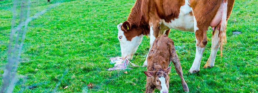 El sector veterinario contribuye a mantener la seguridad alimentaria