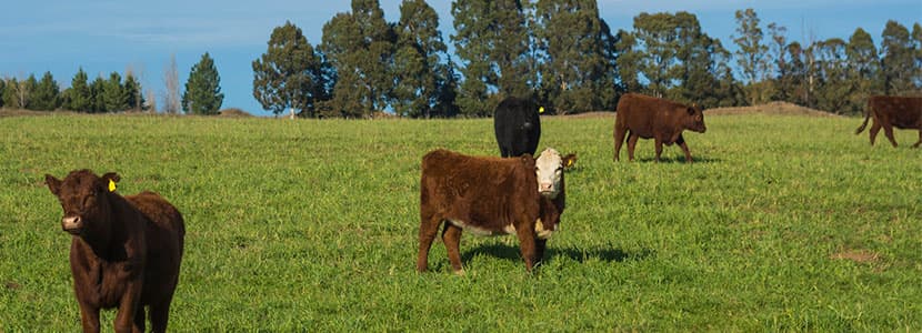 Argentina interviene el mercado de la carne de vacuno