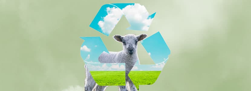 Proyecto ECOLAMB: monitorización de un rebaño de ovino
