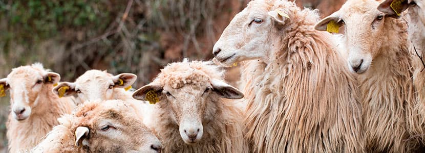 Carencia de esquiladores para el ovino en Castilla y León