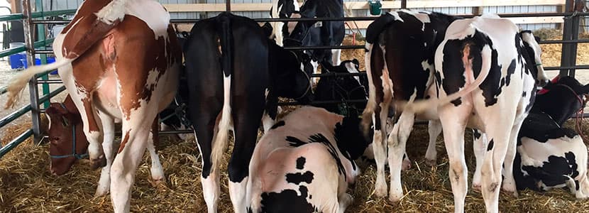 La Feria Internacional Semana Verde de Silleda se pospone a 2021