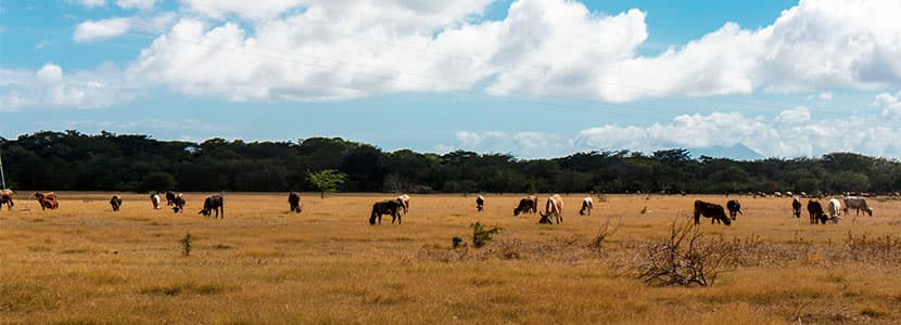 Nicaragua es líder en producción de carne bovina en Centroamérica