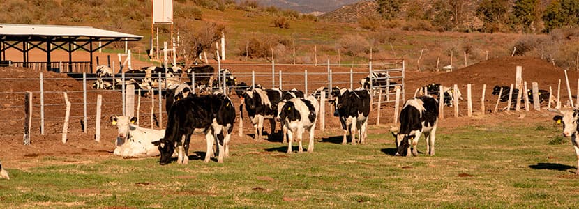 Proyecto sobre la rabia paralítica bovina en México