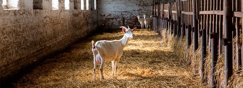 Proponen reducir la producción nacional de leche de cabra