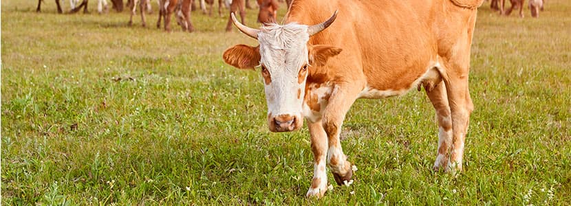 Reproducción: ¿semen fresco o semen congelado?