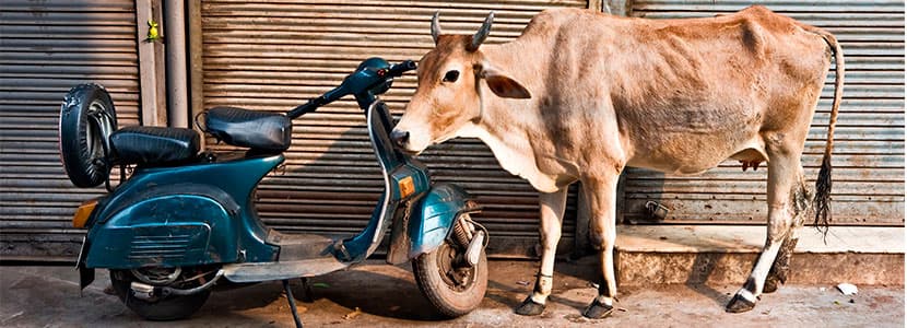 Las vacas sagradas de la India son origen de conflictos