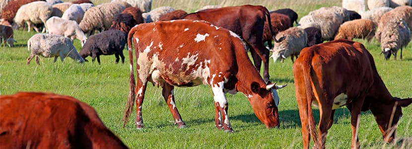 Ayudas para el almacenamiento de carne de vacuno