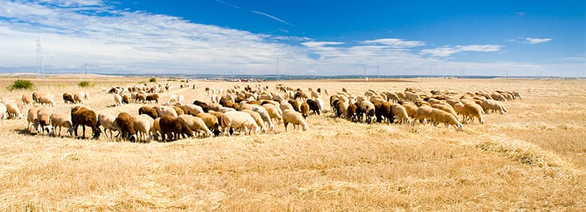 Ayudas destinadas a fomentar las razas autóctonas
