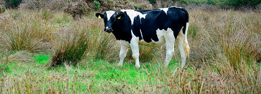 Mejora de los terneros frisones irlandeses para el mercado español