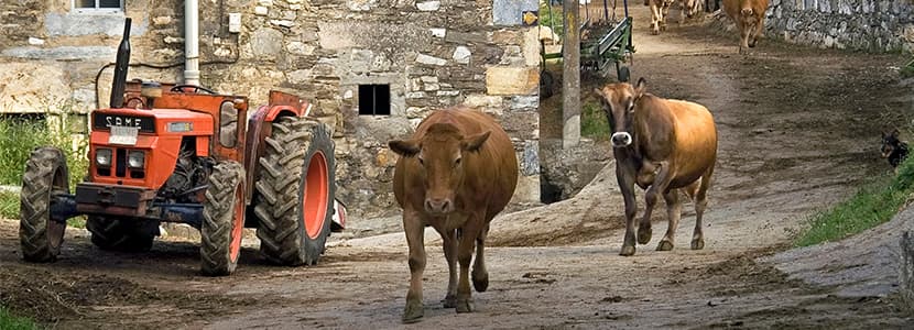Reapertura de los mercados de ganado en Galicia bajo condiciones