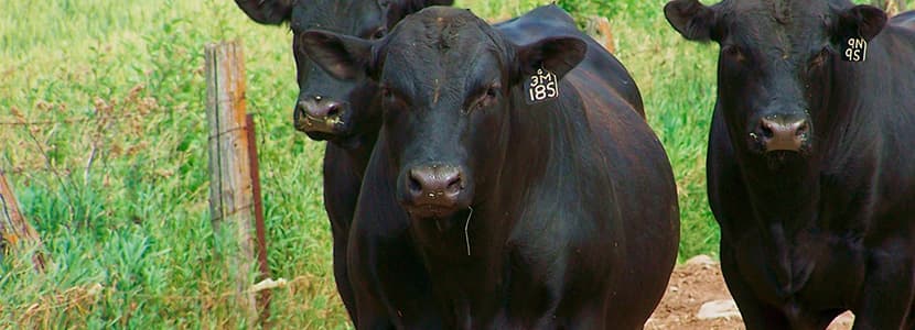El sector del vacuno de carne dona 1.000 comidas con estrella Michelin