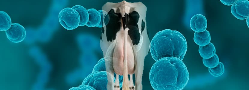 Control de mastitis por Streptococcus agalactiae
