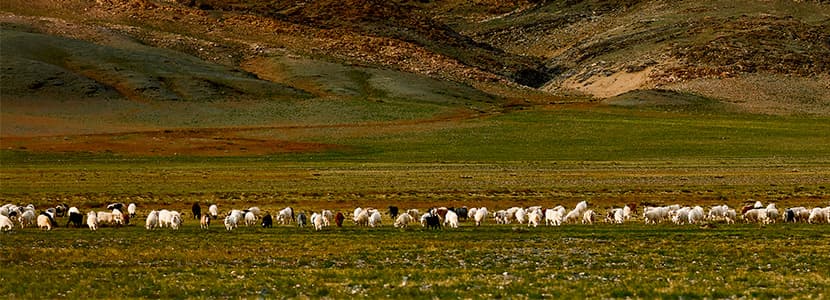 Castilla La Mancha abona ayudas a ganaderos de ovino y caprino en extensivo