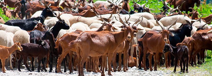 Recomendaciones de Bruselas para aumentar resistencia genética en cabras
