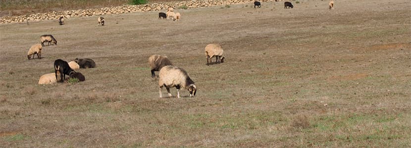 Subvenciones para la recría y alimento de ganado en El Hierro