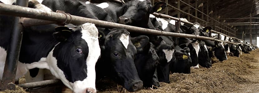 Ayudas para productores de leche de vaca, cabra y oveja en Canarias