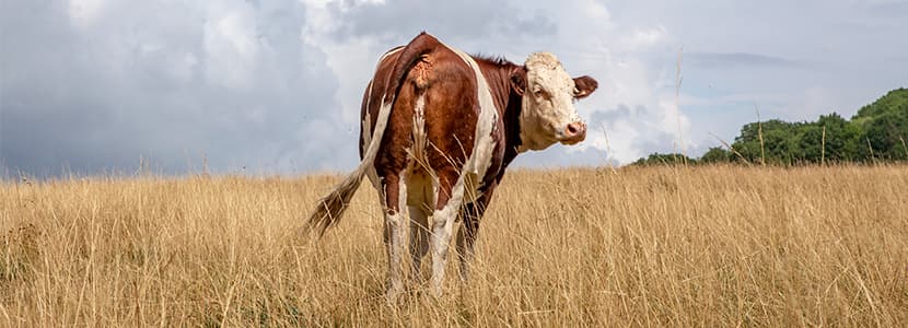 Programa de reducción de producción de leche en Francia