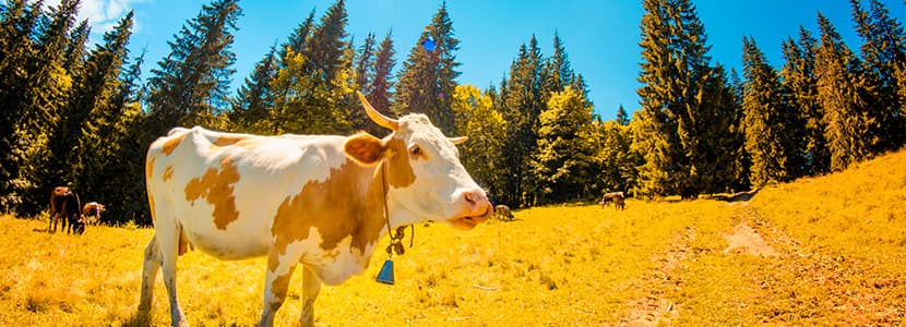 Compra de vacunas contra la lengua azul en Andalucía