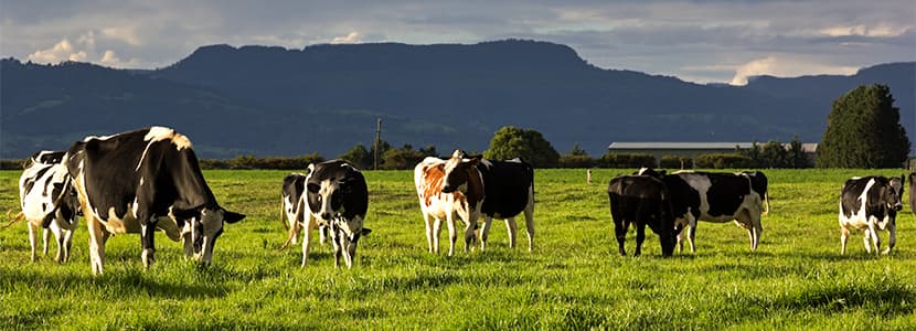 Precios mínimos de compras de leche en Australia