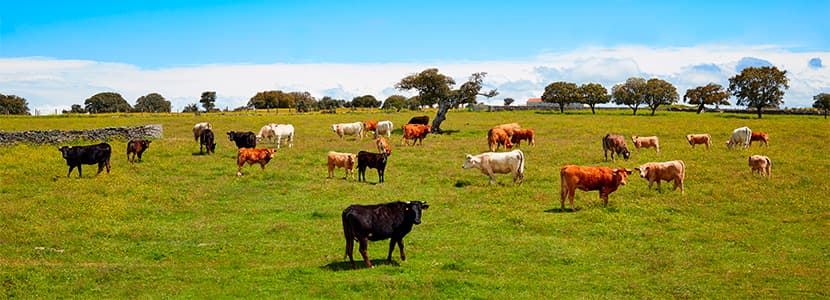 Salamanca será declarada libre de brucelosis bovina
