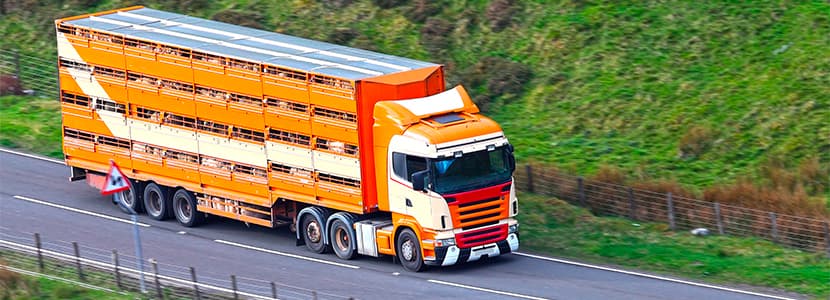 Comisión de investigación sobre infracciones en transporte animal
