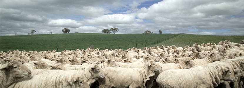 Focos activos de viruela ovina y caprina en Rusia y Turquía