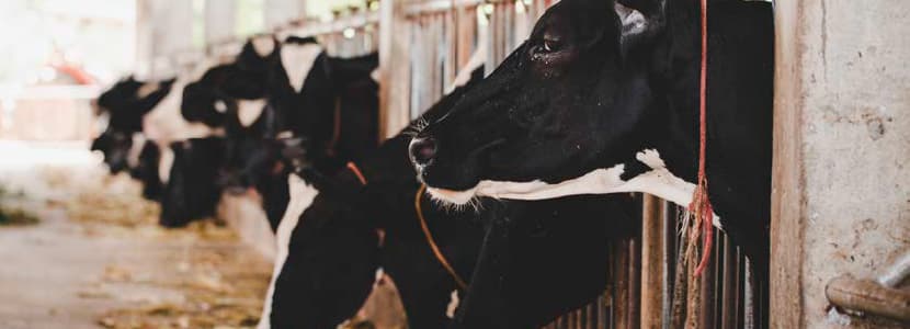 Inflamación: detener al ladrón agazapado de la leche