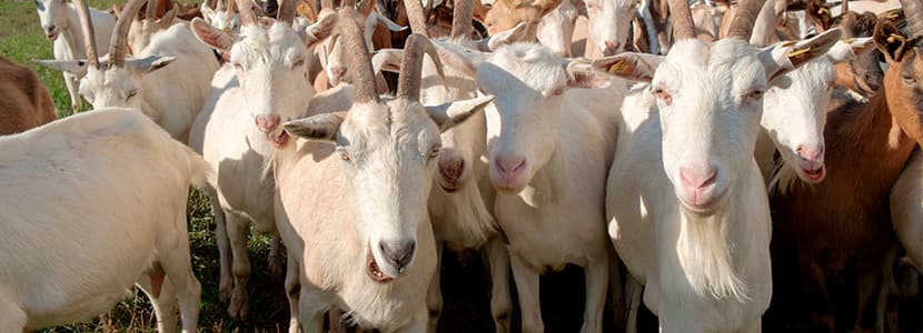 Proyecto GoaTBfree: herramientas para erradicar la tuberculosis caprina