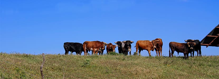 Vacuno de carne y ganaderías de bravo demandan ayudas