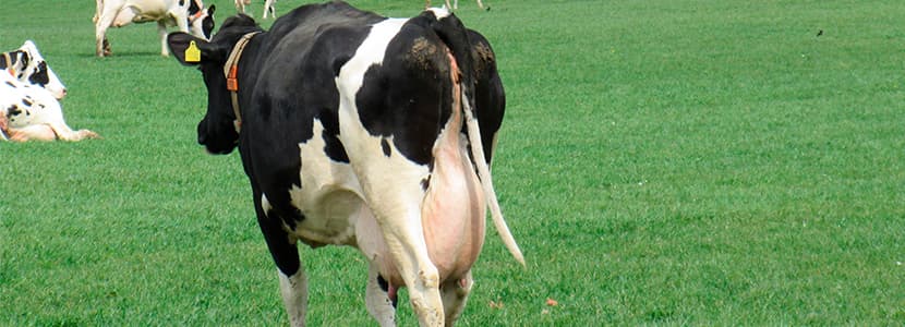 Claves para mejorar la eficacia de los tratamientos contra la mastitis