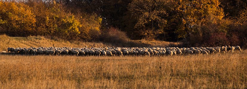 Proyecto Shepherd Bridge: impulso al pastoreo en Europa
