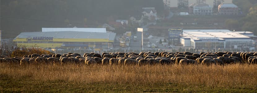 Los 10 consejos de los pastores para cuidar el medio rural