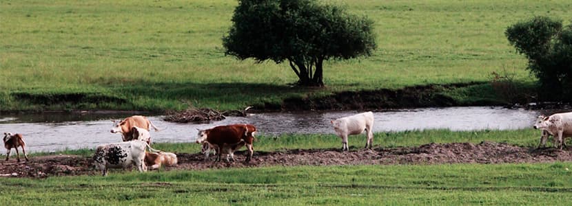 Situación de la tuberculosis bovina en España