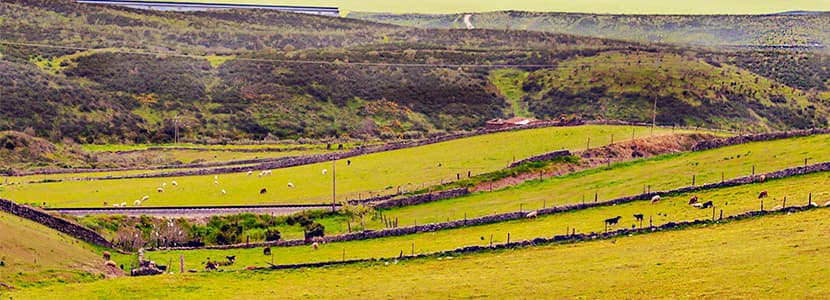 Vaca de Extremadura, nueva Indicación Geográfica Protegida