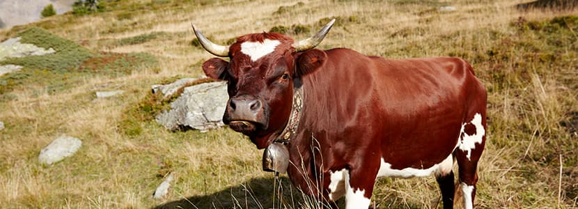 Aprobado por la CE el plan búlgaro de ayudas a productores de rumiantes
