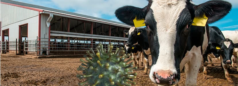 Leche de vaca hiperinmunne contra el coronavirus bovino para tratar el COVID19