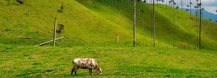 Vacunación contra la fiebre aftosa de bovinos y bufalinos en Colombia