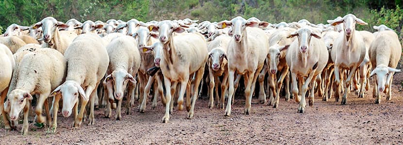 Confirmado un caso de scrapie en Manzanera, Teruel