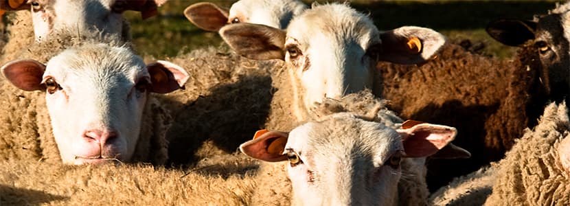 Ayudas por la pandemia en Galicia
