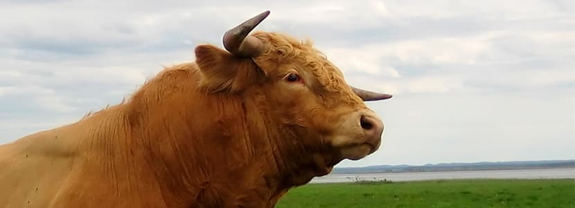 Controles de salud y rendimiento a la hora de comprar un toro