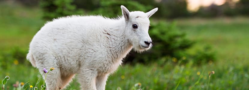 Guía de buenas prácticas alimentarias para caprino de carne y leche