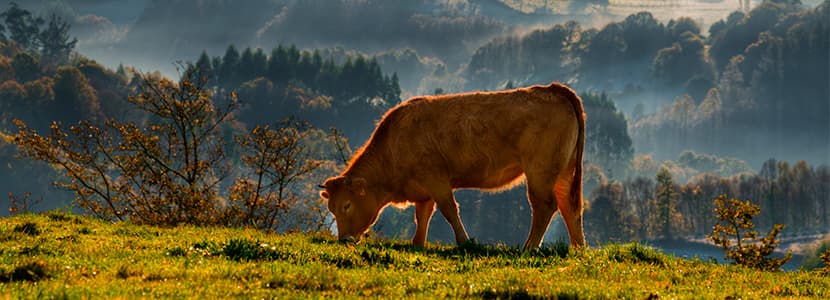 Demanda de ayudas para el vacuno de carne gallego