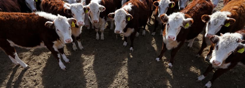 Interacciones entre el comportamiento, estrés y salud en terneras de engorde
