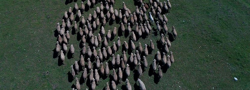 Utilidad de los drones en la gestión de rebaños de ganado ovino