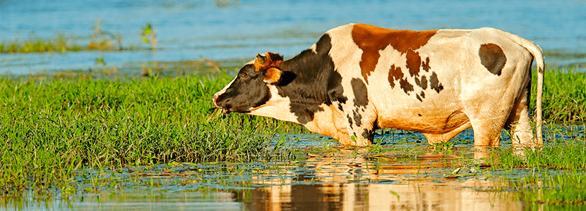 ¿Cómo reducir el efecto del estrés por calor en la fertilidad?