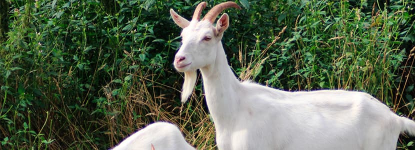Dos vacunas para la paratuberculosis solo ofrecen protección parcial