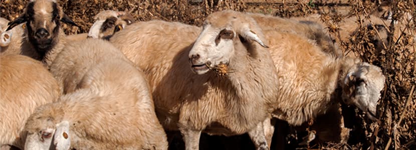 La Oveja Canaria