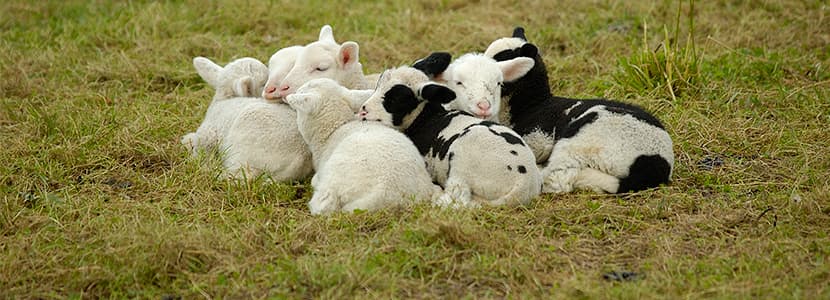 Ayudas para el ovino y caprino en Cantabria