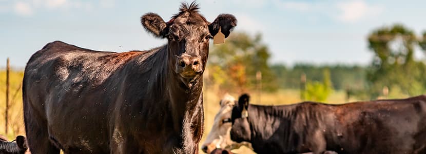 PROVACUNO recibe la Medalla de Oro en los 19º Best Awards de Alimentaria 2020
