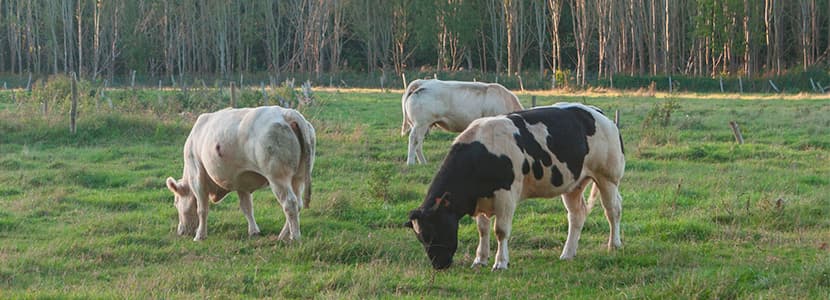 El MAPA actualiza la regulación de los productos zoosanitarios